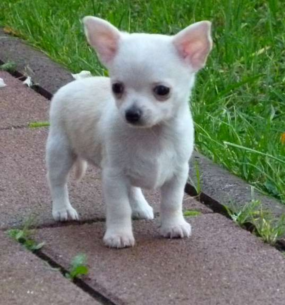 Süsse Verschmuste Chihuahuawelpen mit Stammbaum - Hunde - Bremen