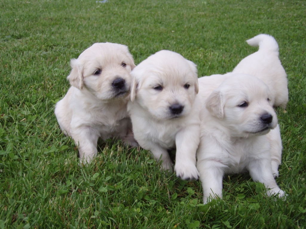 100% gesunde Golden Retriever Welpen für Sie. - Hunde - München