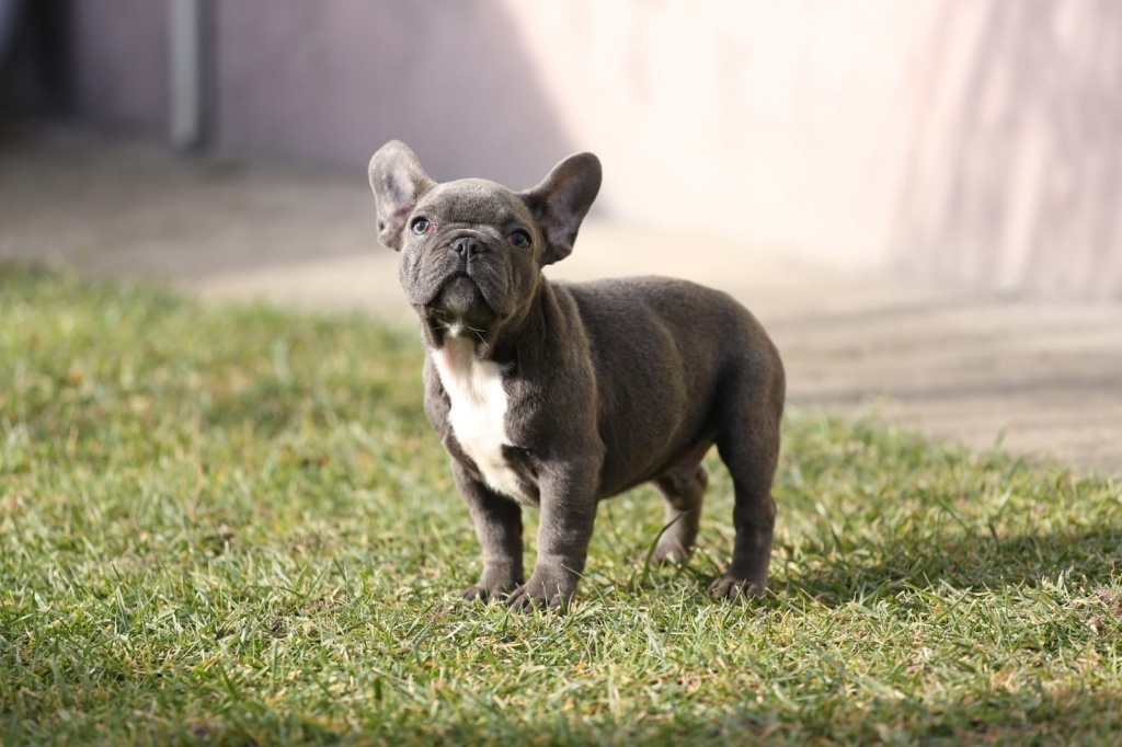 Französische Bulldoggenwelpen in blue fawn und blue pied ab sofort abzugeben - Hunde - Marburg