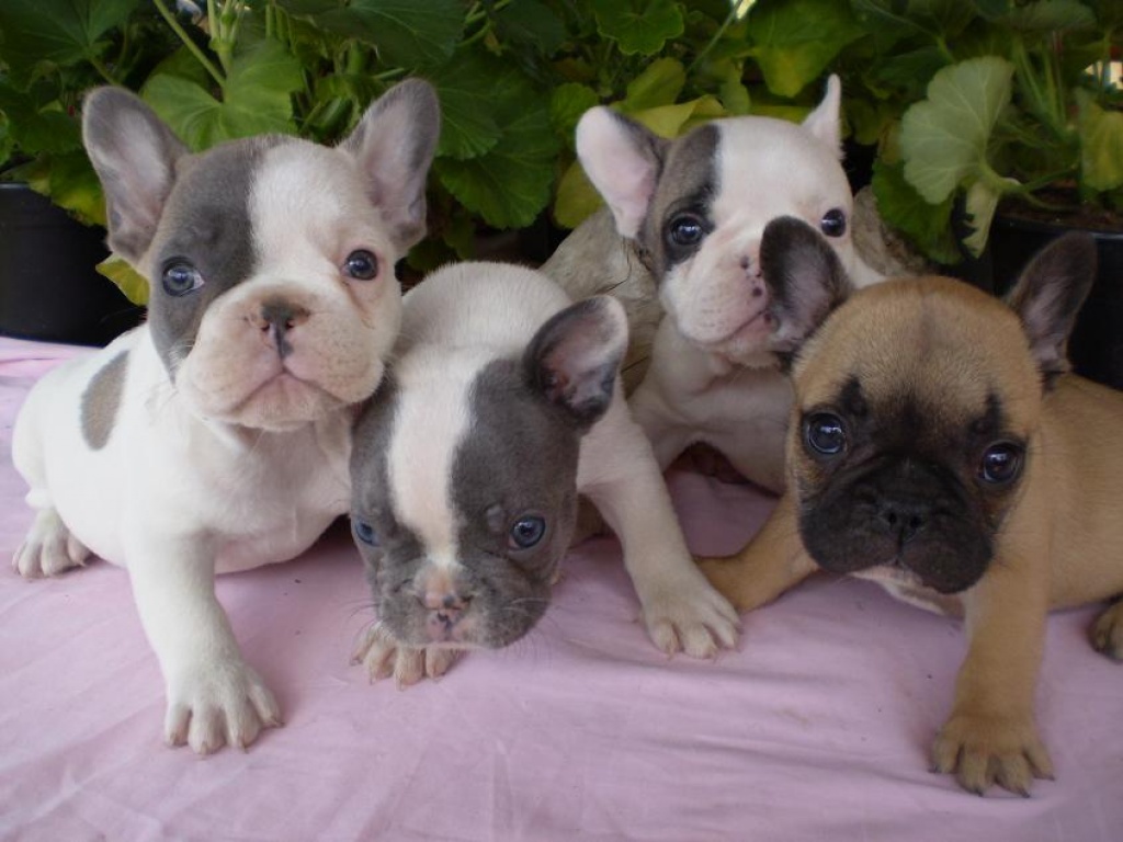 Wunderschönen Französische Bulldogge Welpen - Hunde - Köln