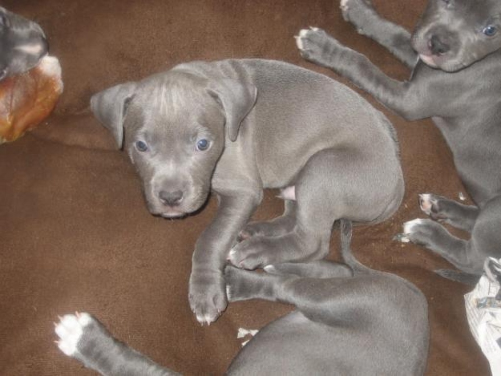 Staffordshire Bullterrier Welpen - Hunde - Leipzig