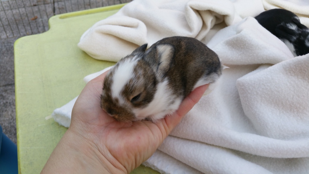 Putzige Baby Zwergwidder Kaninchen in Außenhaltung - Nagetiere - Urbach