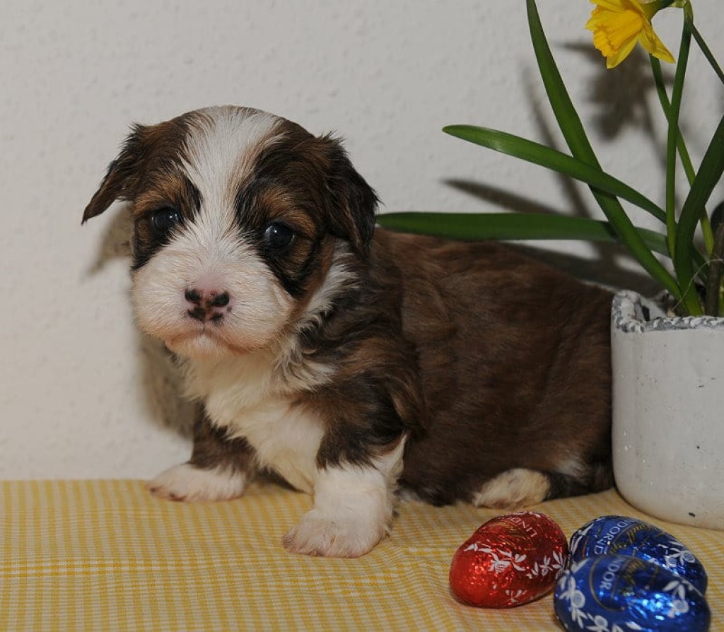 Süße Havaneser-Welpen suchen nette Familie - Hunde - Weimar