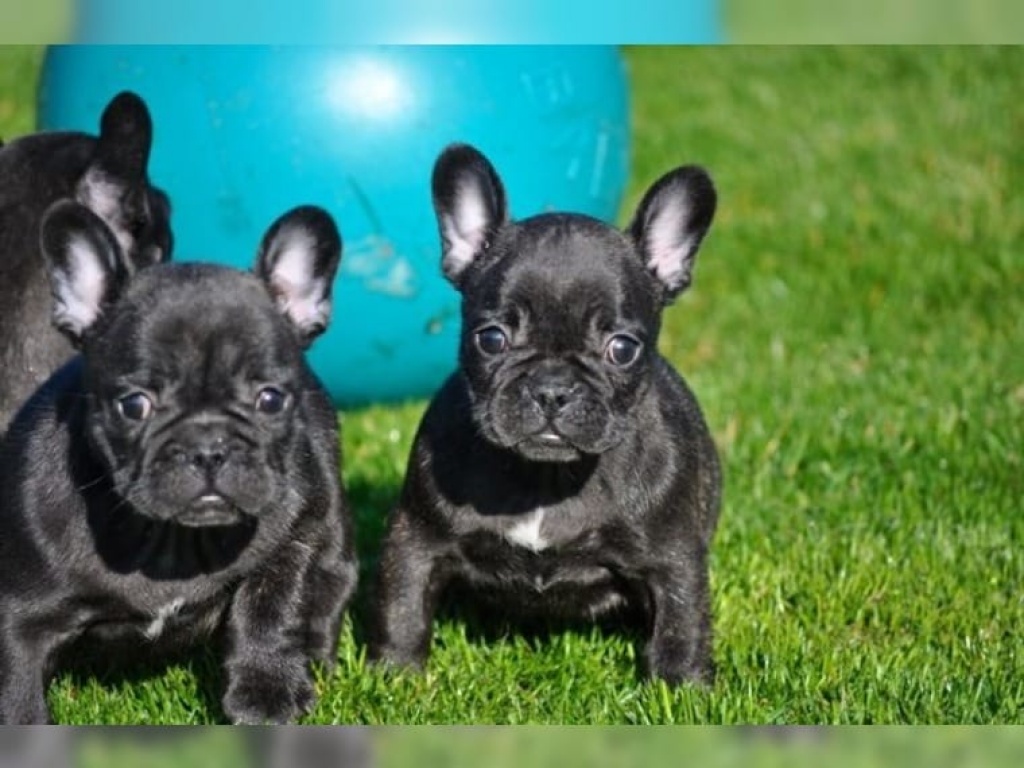 ++++Bildschöne- Französische -Bulldoggen++++ - Hunde - Freiburg