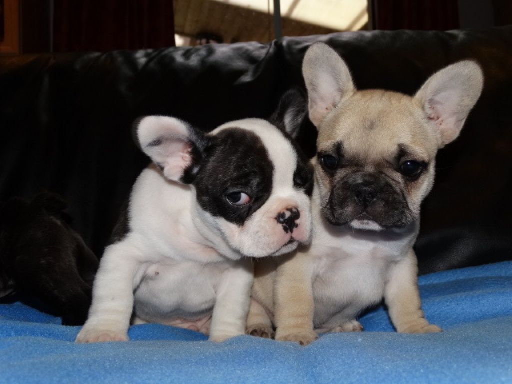 FRANZÖSISCHE BULLDOGGEN WELPEN GECHIPT,ENTWURMT&GEIMPFT - Hunde - Lübeck