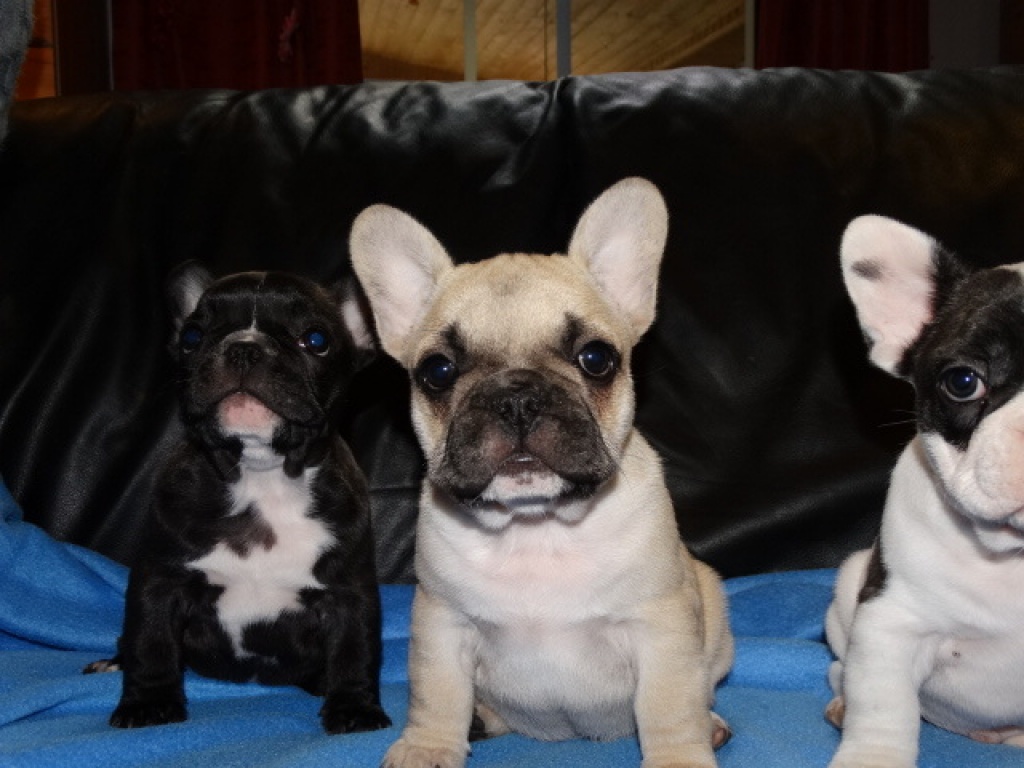 FRANZÖSISCHE BULLDOGGEN WELPEN GECHIPT,ENTWURMT&GEIMPFT - Hunde - Munsbach