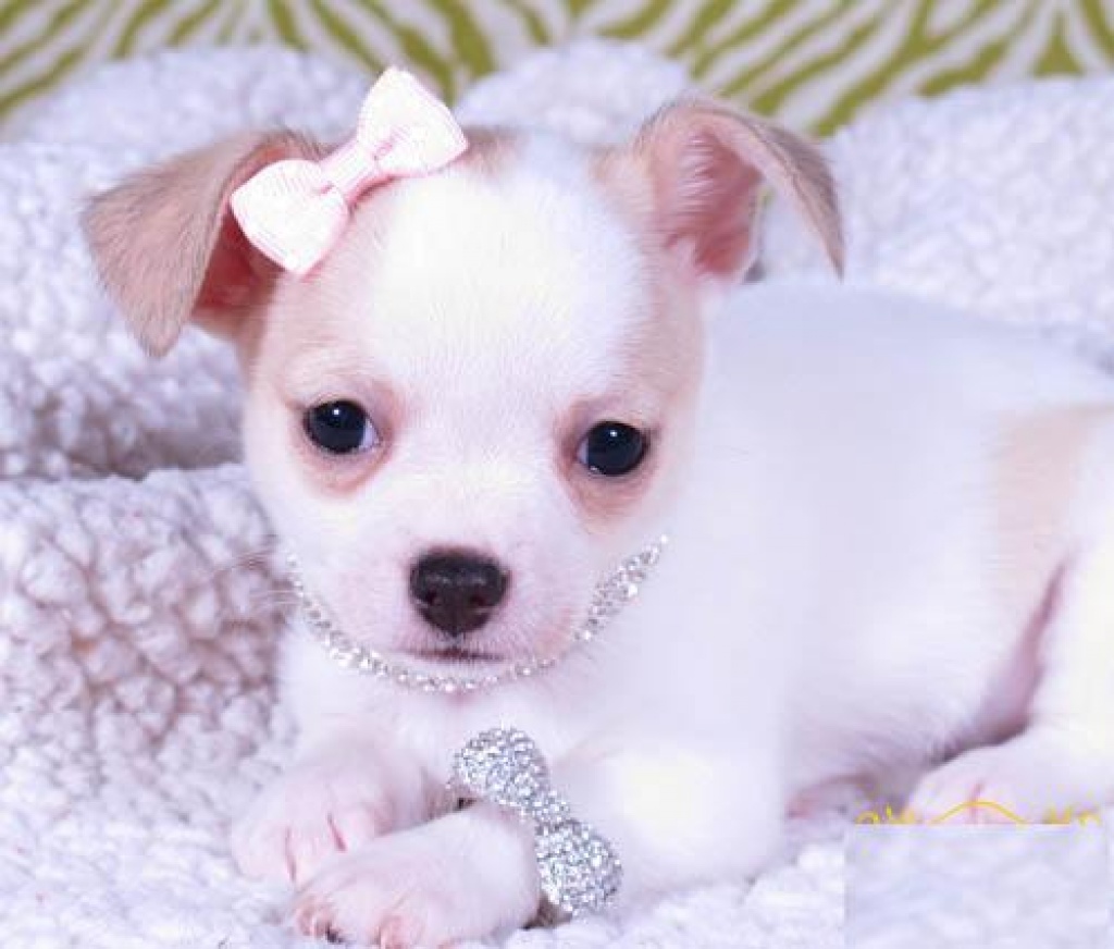 SUPER Chihuahua Welpen in Kurzhaar, VDH/FCI. Klasse statt Masse ! - Hunde - Bertrange