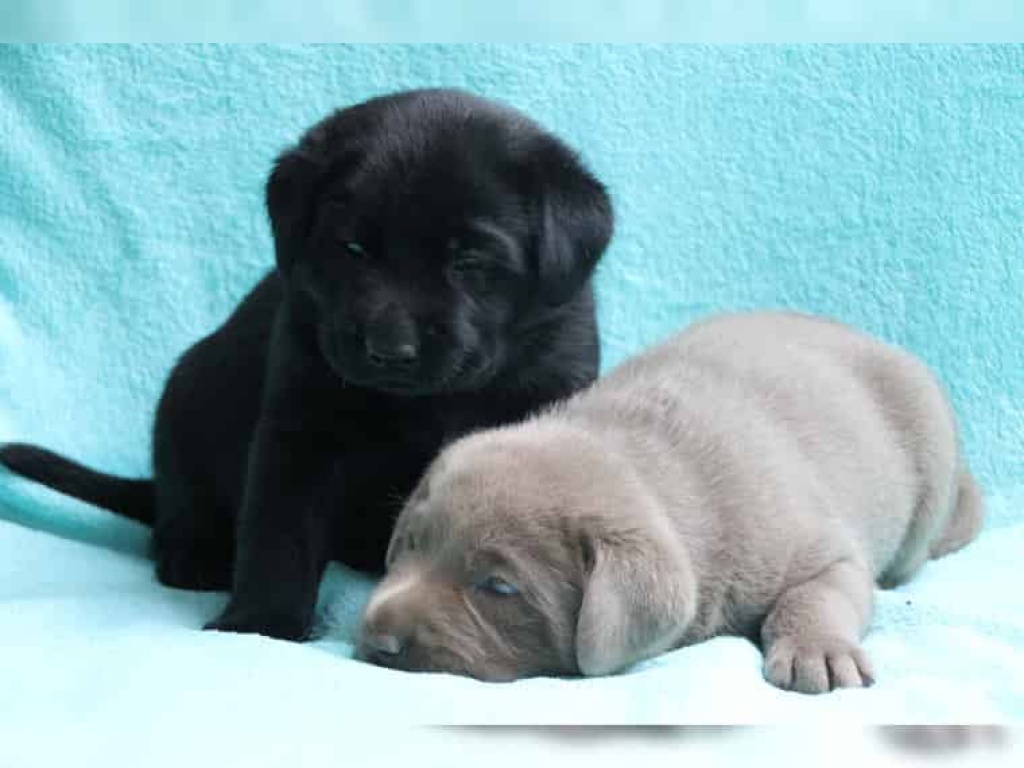 Zuckersüße Labrador welpen - Hunde - Knaphoscheid