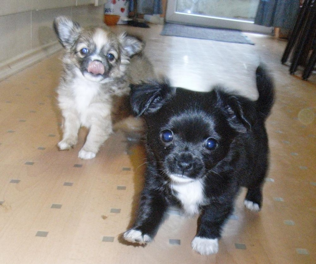Süsse Verschmuste Chihuahuawelpen mit Stammbaum - Hunde - Aachen