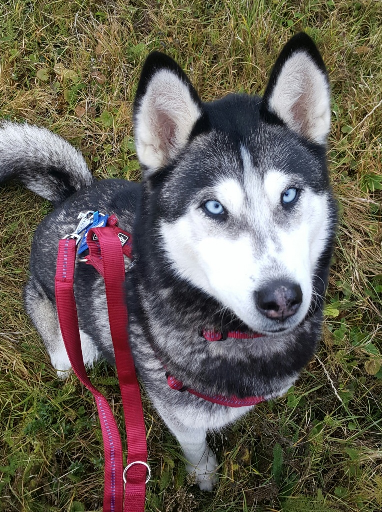 Husky Dame 3 Jahre jung - Hunde - Eppingen