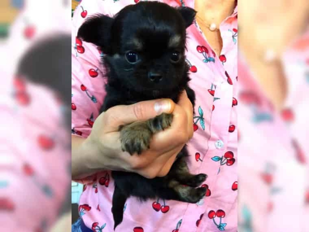 Chihuahua Welpe zum verlieben.. - Hunde - Erlangen