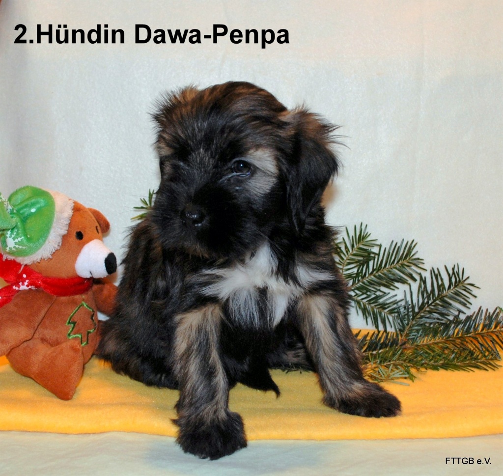 1 tibetisches Madel such neue liebevolle Familie - Hunde - Eching