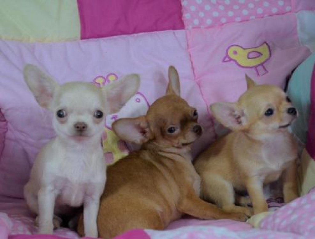 Echte  Mini Chihuahua Welpen kaufen - Hunde - Plaidt
