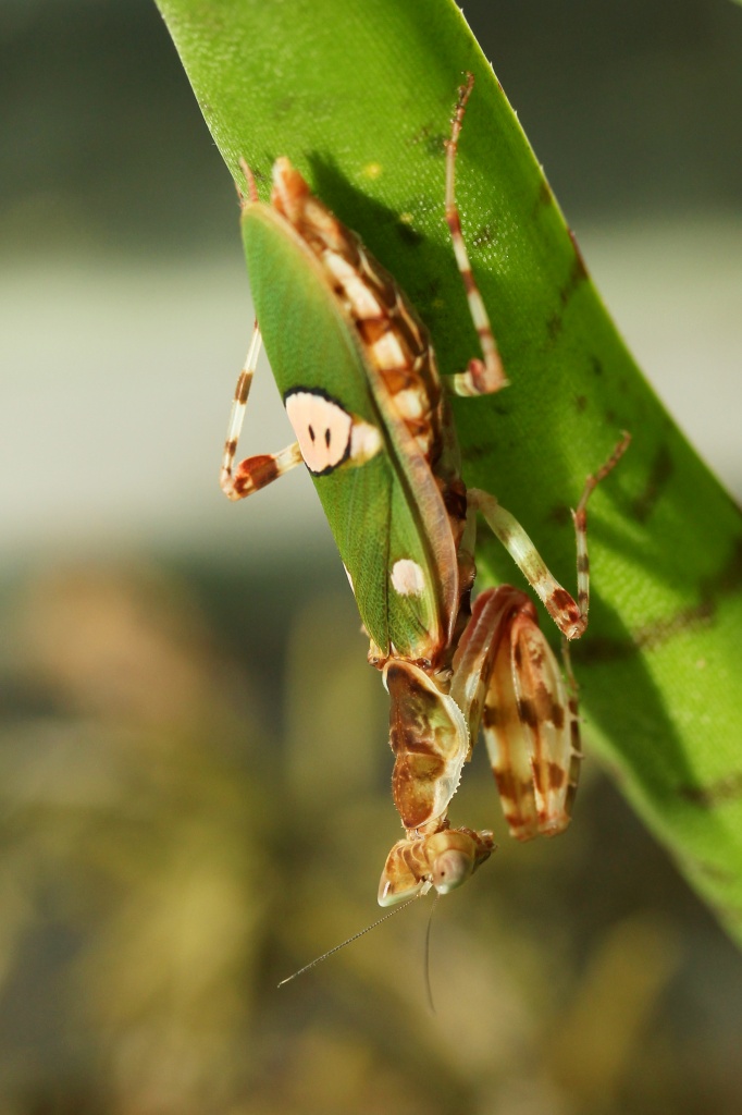 Biete Blütenmantis - Creobroter urbanus - Insekten - Eibelstadt