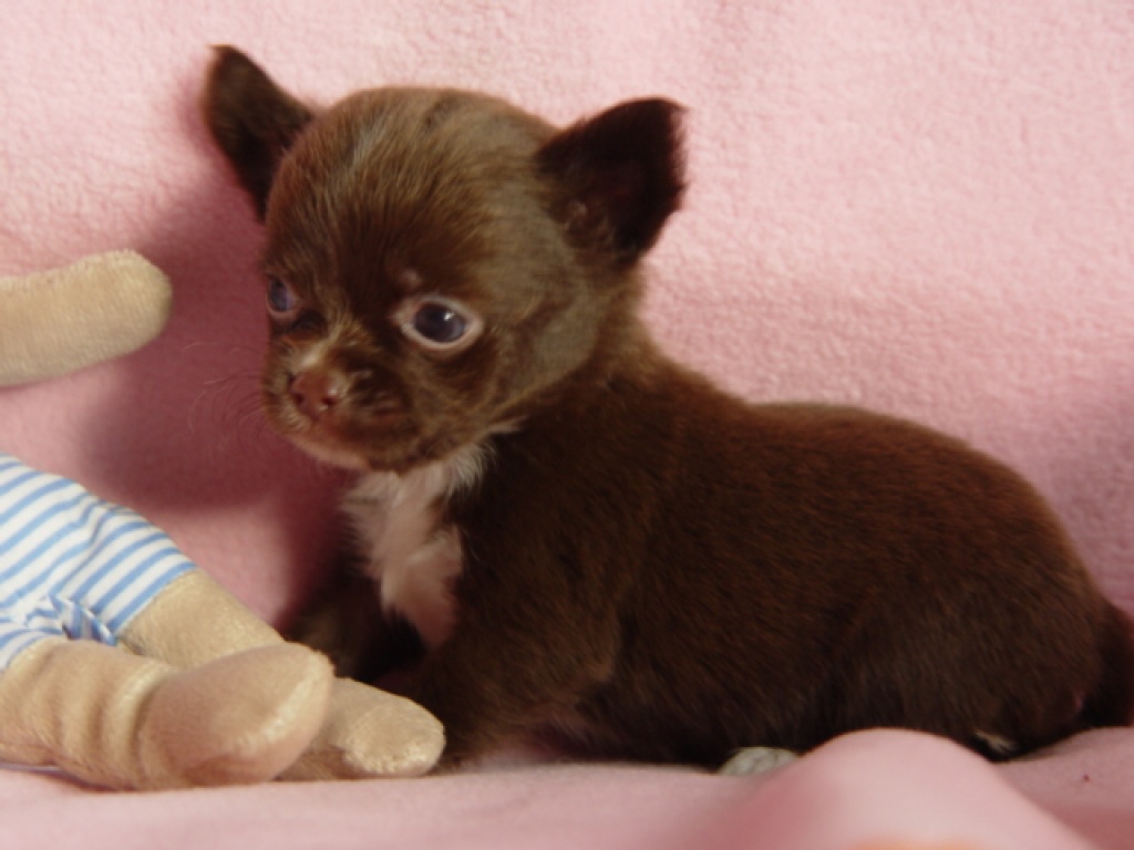 Chihuahuawelpen mit VDH / FCI - Papieren whatsapp (+4915145672158) - Hunde - Landshut