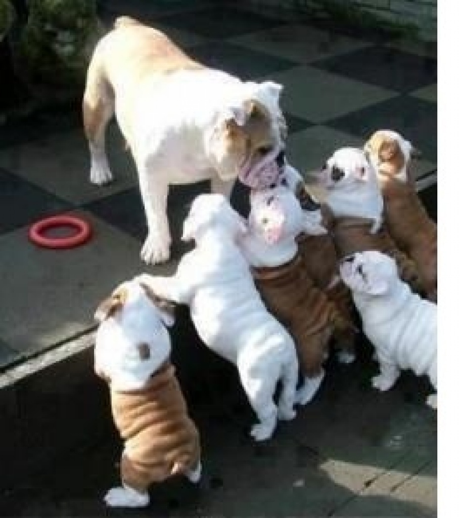 Traumhafte Englisch Bulldoggen-Welpen***** - Hunde - Jesteburg