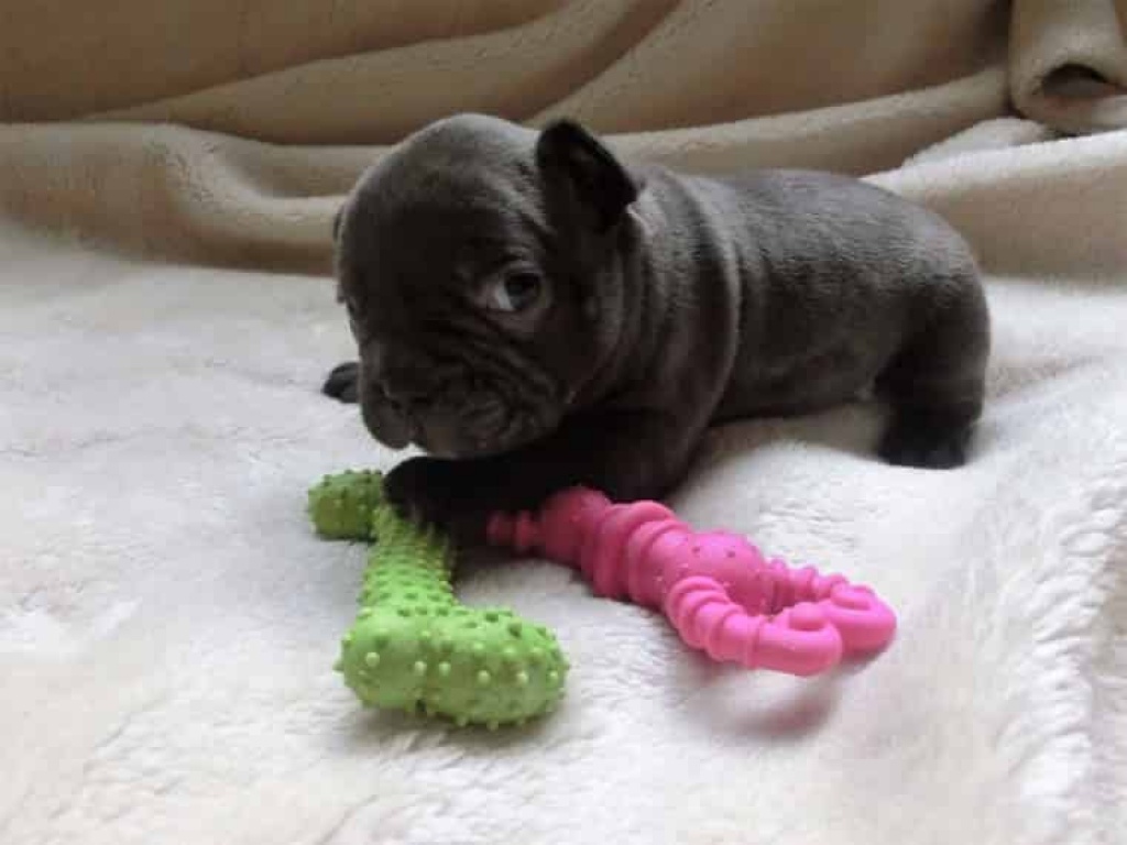 Französische Bulldoggen welpen - Hunde - Heidelberg