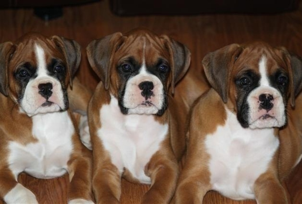 Wunderschöne Boxerwelpen suchen ein nettes zu Hause - Hunde - Weinheim