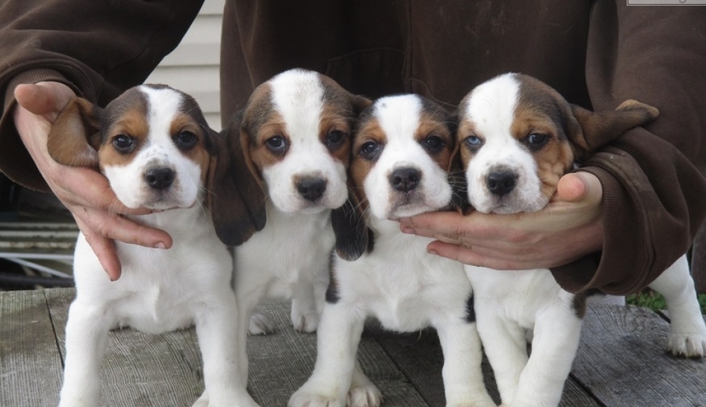 Wunderschöne Beaglewelpen suchen ein Körbchen auf Lebenszeit - Hunde - Steiermark