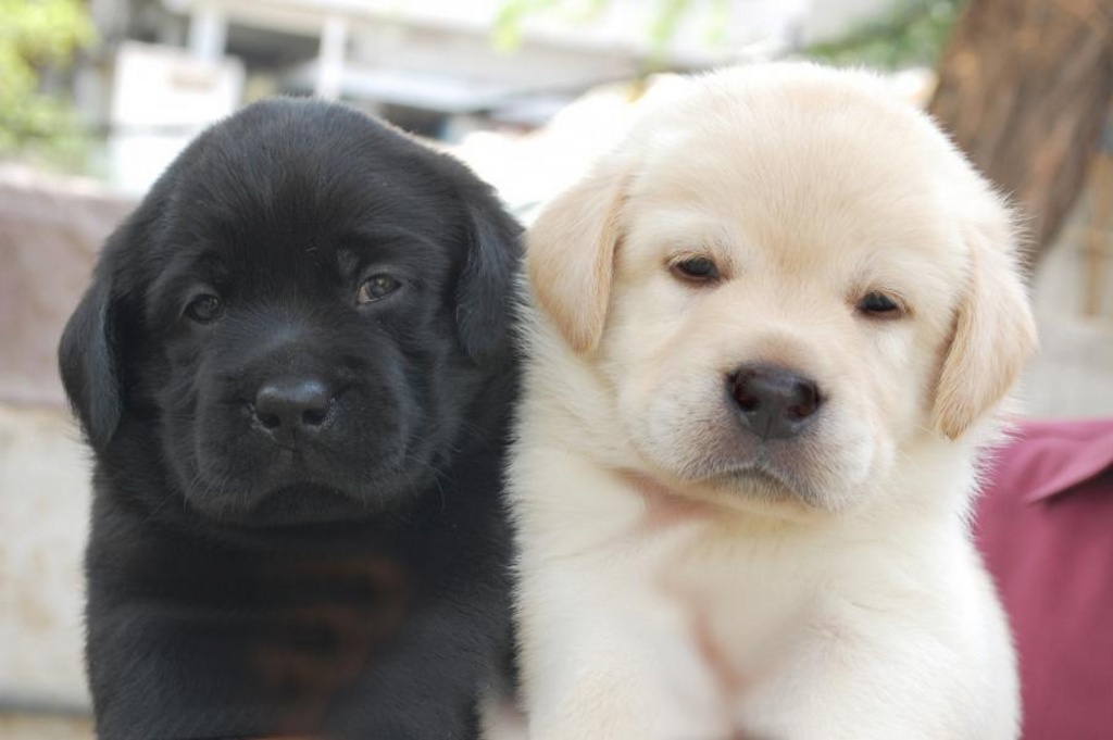 Labrador Welpen 13 Wochen alt. mit allen Papieren. geimpft und registriert. - Hunde - Dresden