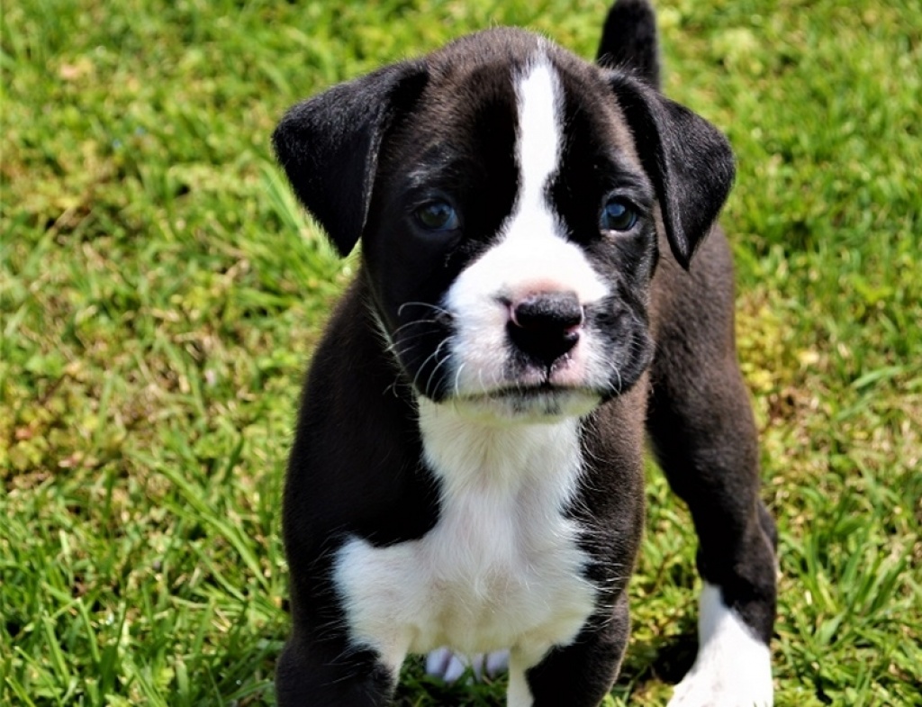 Typvolle Reinrassige Boxerwelpen weiblich/männlich - Hunde - Berlin