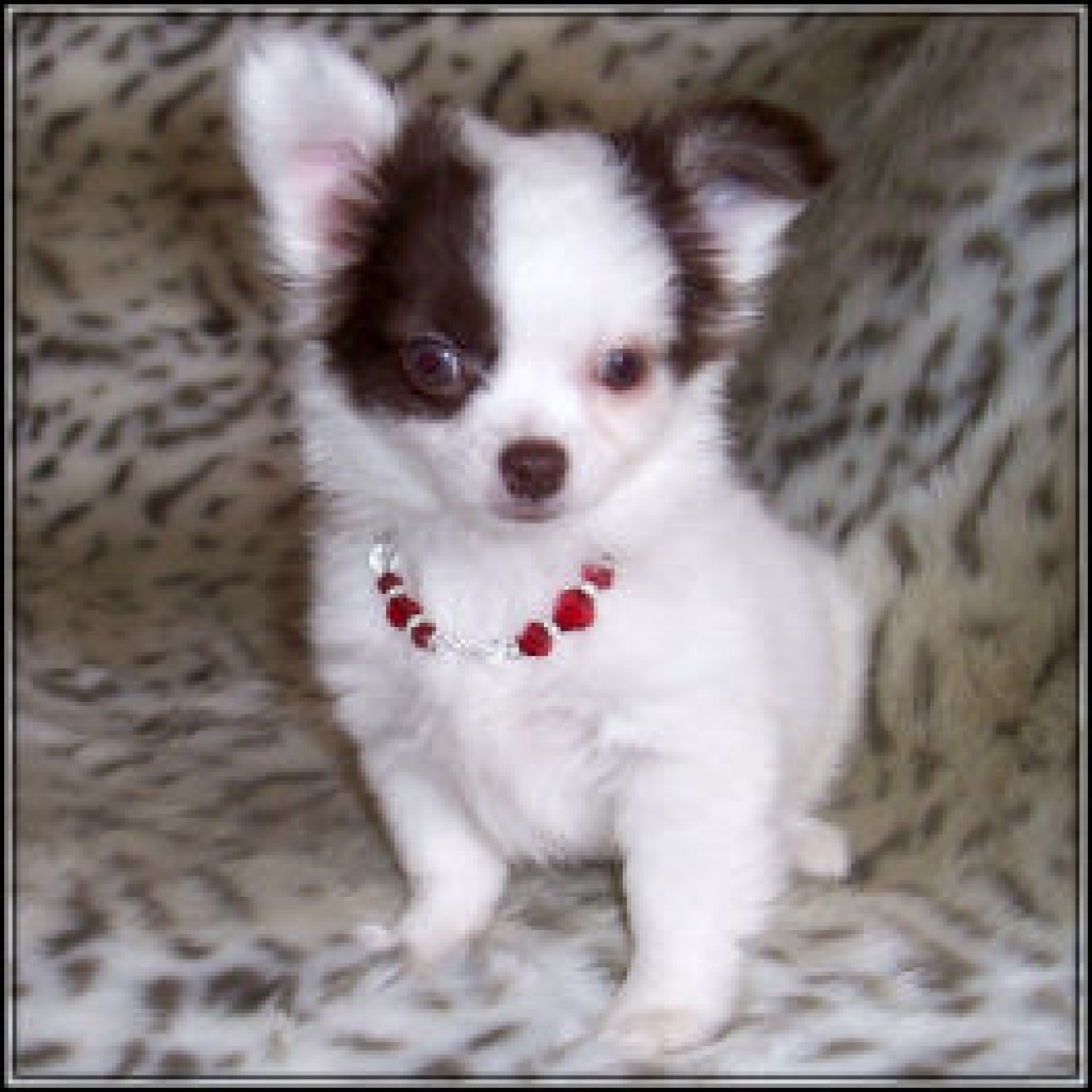 Chihuahuawelpen mit VDH/ FCI Papieren - Hunde - Dinslaken