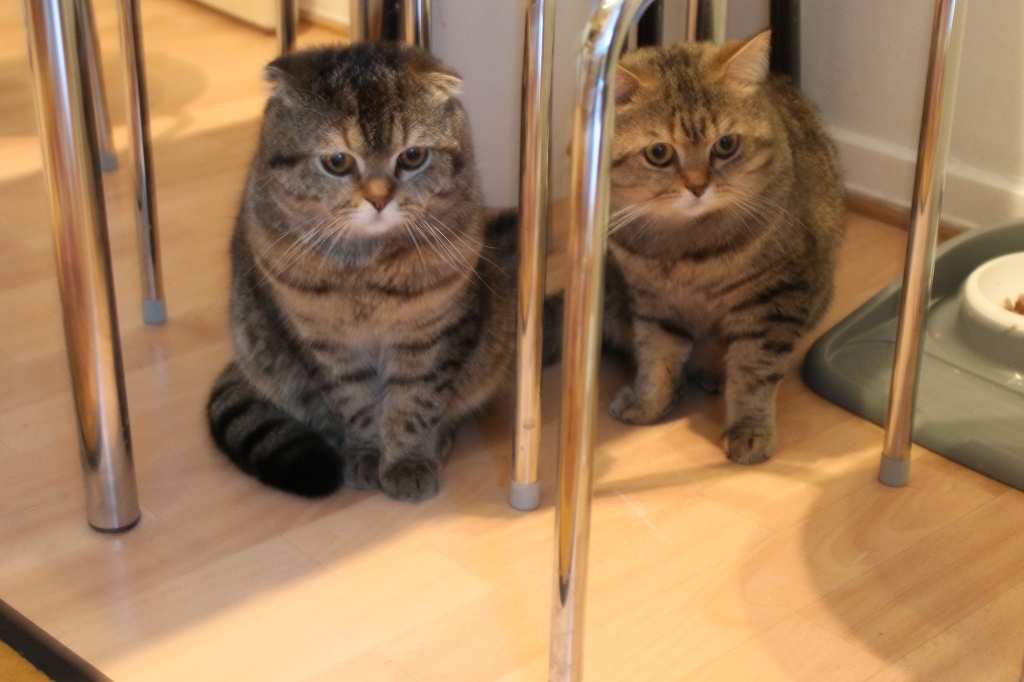 Britissche Kater und Scottish Kater - Katzen - Karlsruhe