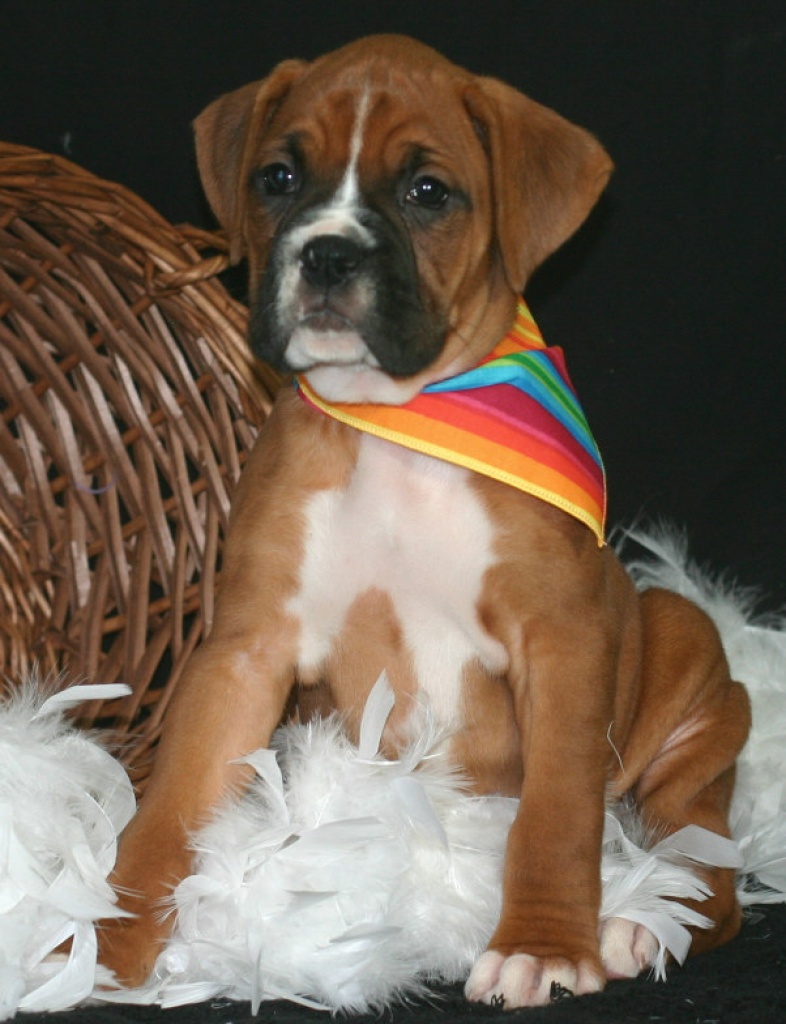 Super süße Boxerwelpen abzugeben - Hunde - Arnstadt
