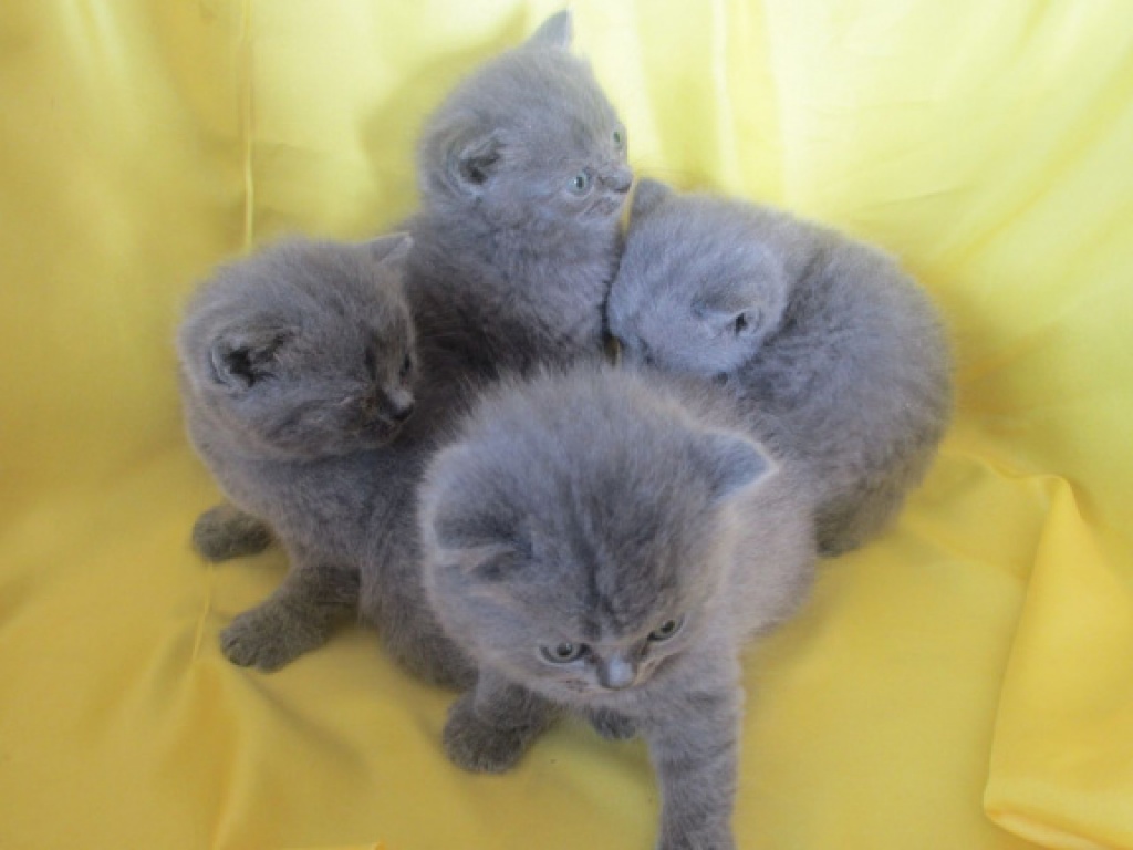 BKH Kitten suchen ein neues Zuhause - Katzen - Eurasburg