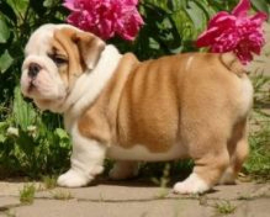 Englische Bulldoggen für - Hunde - Arnsberg