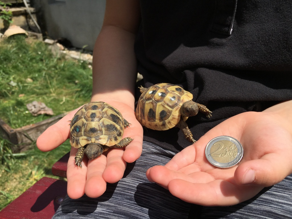 Griechische Landschildkrötenbabys (THB) - Reptilien - Mainz