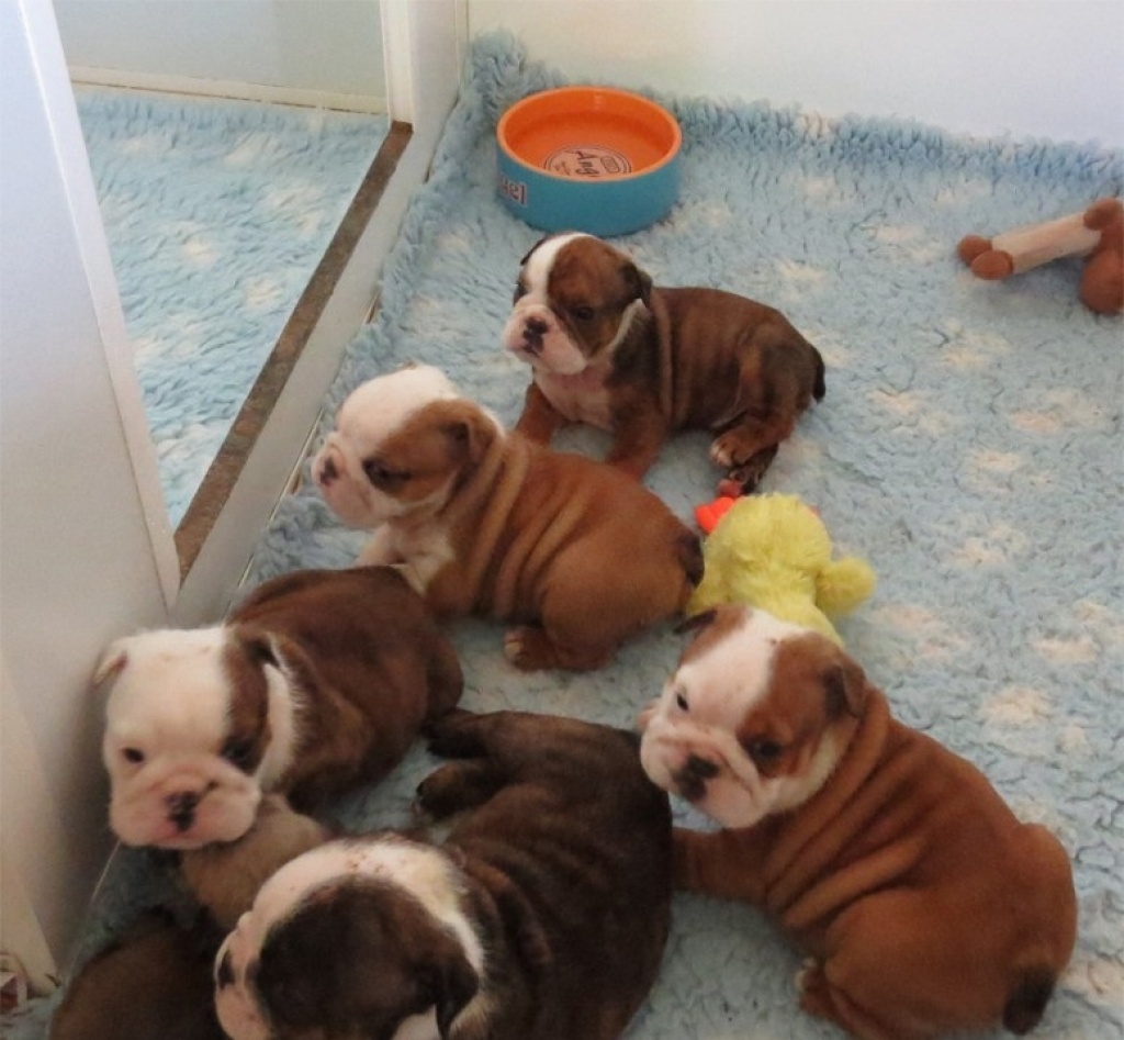 Englische Bulldoggen suchen ein Zuhause. - Hunde - Berlin