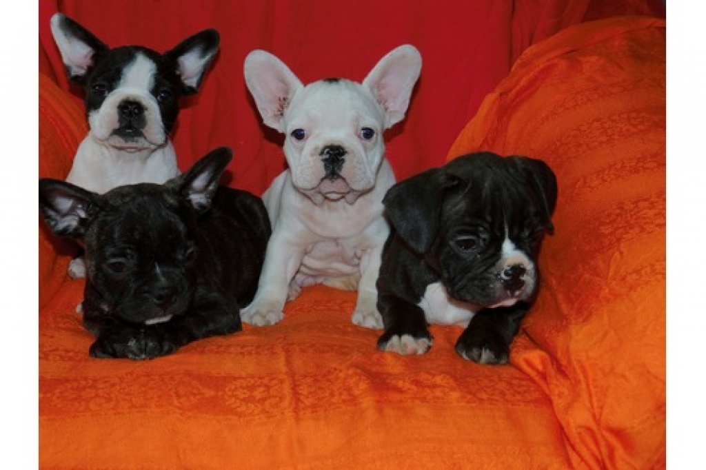 !!! Wunderschöne Französische Bulldoggen suchen neues Zuhause !!! - Hunde - Hannover