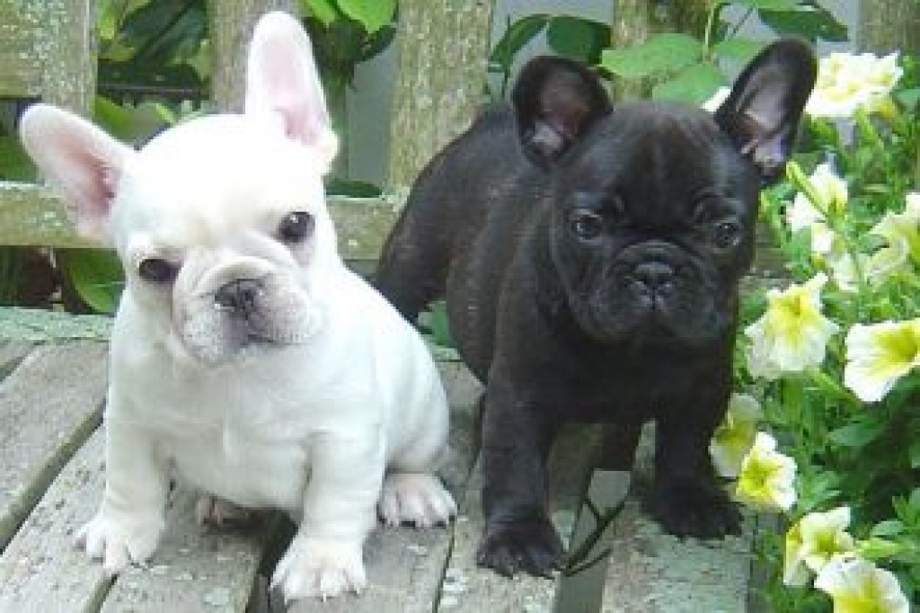 Französische Bulldoggen Welpen - Hunde - Worms