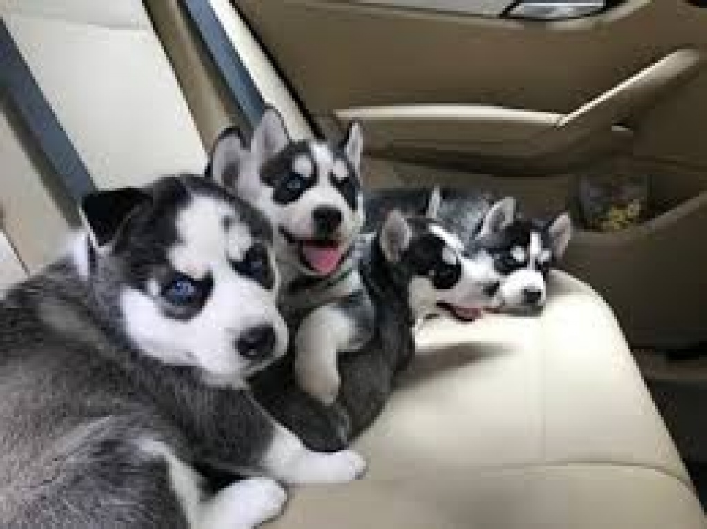 Pure Bred Full Pedigree Siberian Husky Welpen - Hunde - Oldenburg