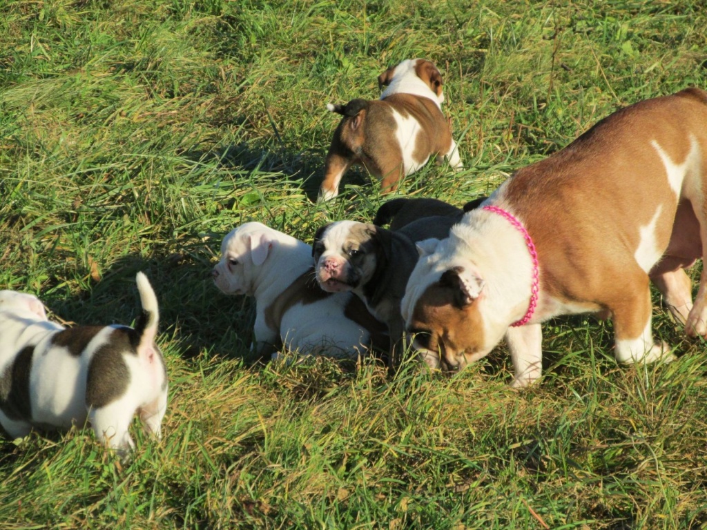 Englische Bulldoggen 3 hünde und 2 hündine - Welpen - Hunde - München