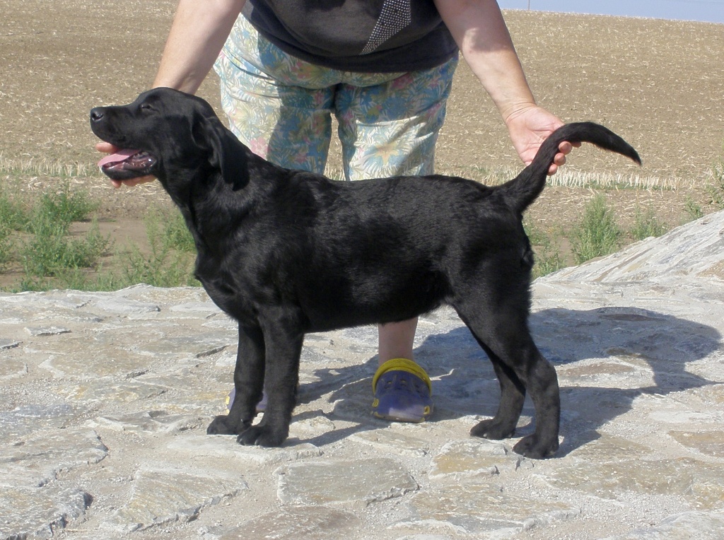Junge Labradorhündin, schon vollzahnige, super nettes Charakter, FCI Pedigreem s - Hunde - Hru ka 80