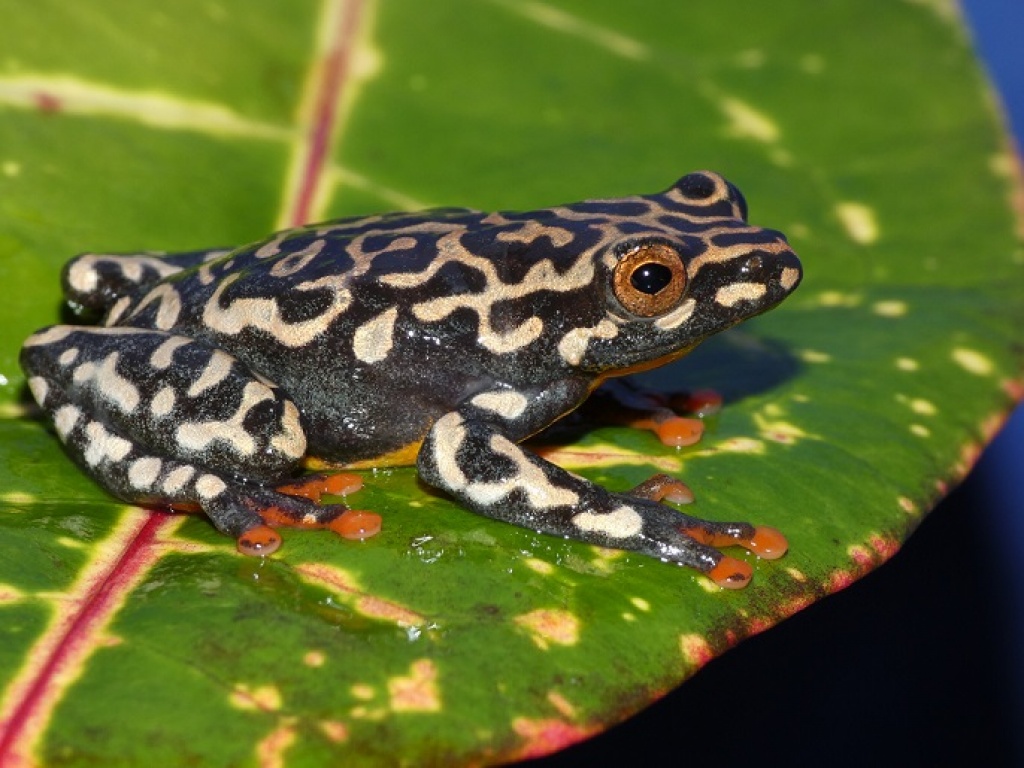 Hyperolius-Züchter(in) gesucht - Amphibien - Speyer