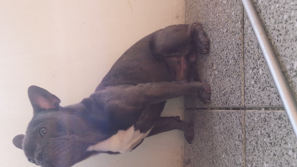 Französische bulldogge 1 Jahr alt - Hunde - Ronnenberg