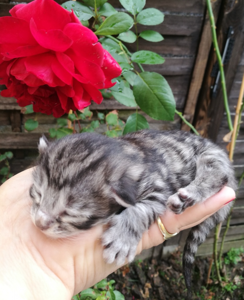 Typvolle Norwegische Wadkatzen Babys mit viel Fell XL Pinsel FIFe Papiere ,Impfu - Katzen - Essen
