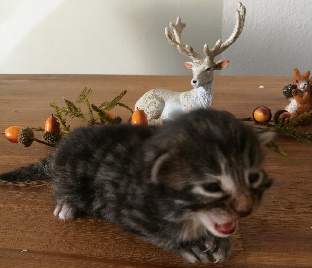 Typvolle Norwegische Waldkatzen Babys mit viel Fell,Lux Pinsel ,FIFFe Papiere,Im - Katzen - Essen