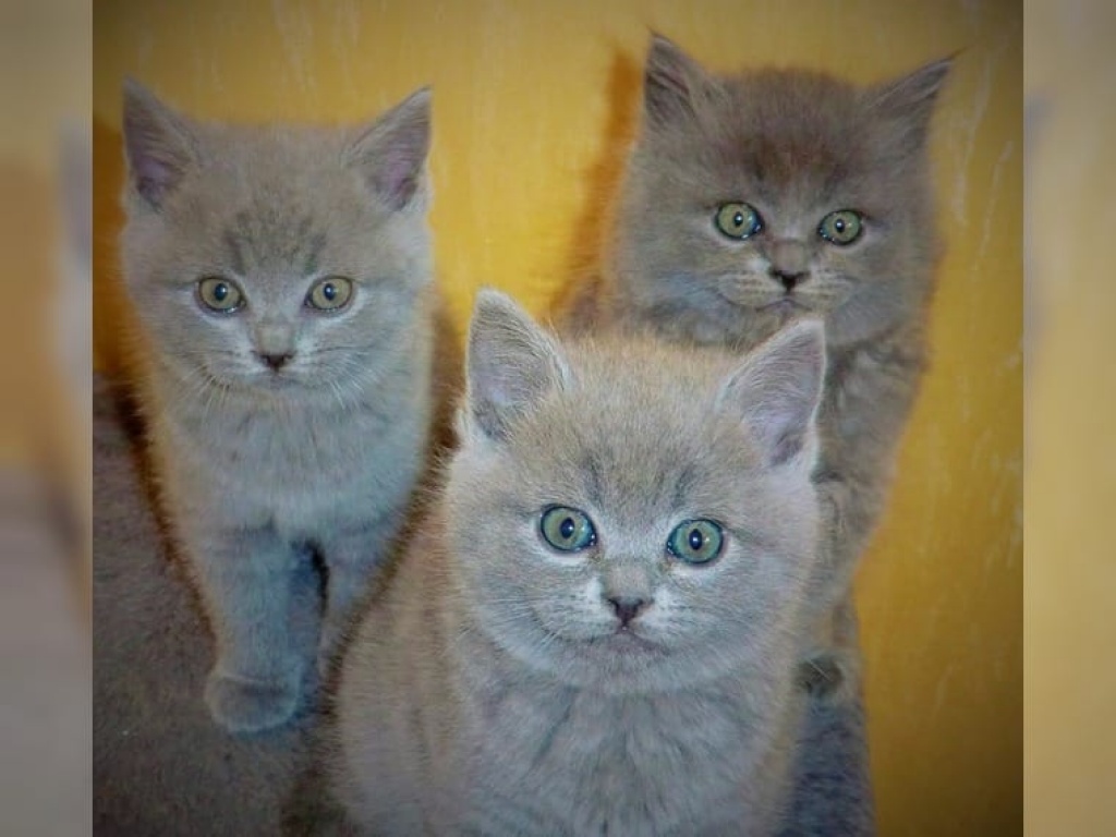 Süß und saubere weiße Britisch Kurzhaar Katzen Kätzchen - Katzen - Frankfurt am Main