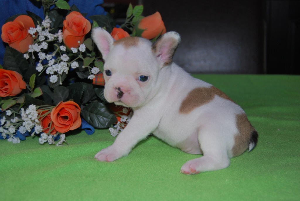Französische Bulldoggen Welpen - Hunde - Ohmbach