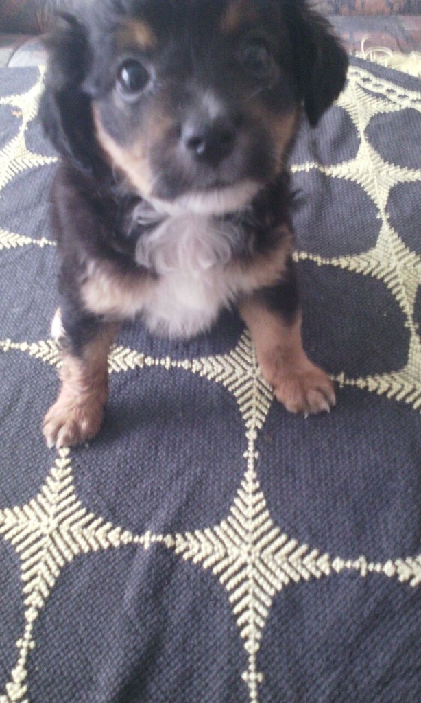 6 Dackel Pudel Jack Russel Welpen - Hunde - Hildesheim