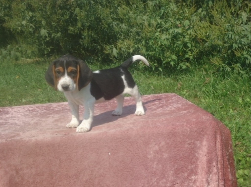 Verspielte reinrassige Beaglewelpen suchen ab 02.11.2021 ein liebes neues zu Hau - Hunde - Butzbach