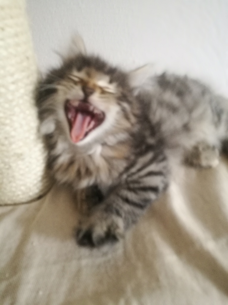 Typvolle Norwegische Waldkatzen Babys - Katzen - Essen