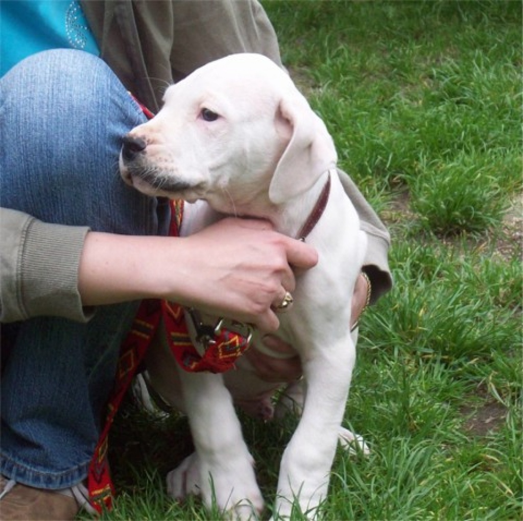 Süße Dogo-Argentino mit FCI Papiere - Hunde - Essen