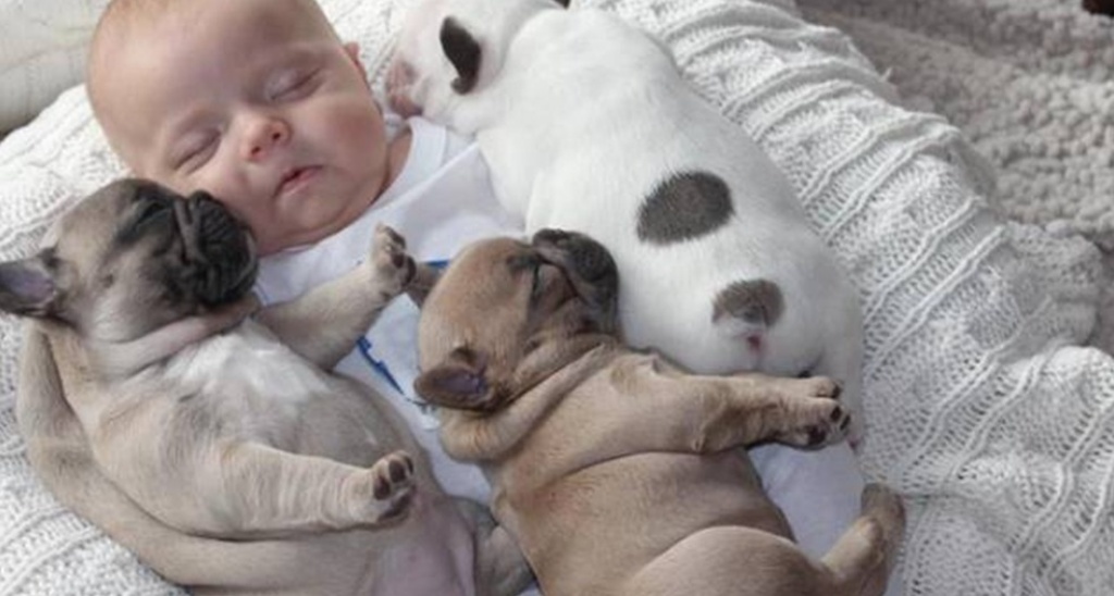 Süßer Wunderschöne Französische Bulldogge Welpen - Hunde - Luxembourg