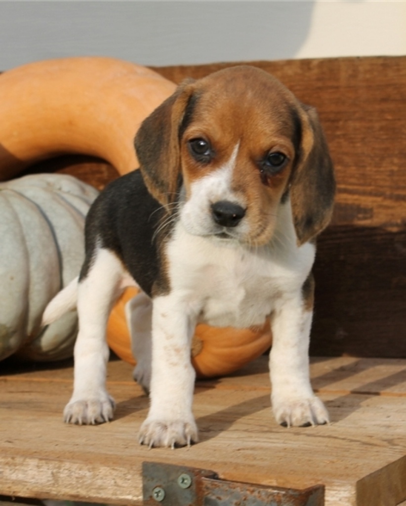 Beagle Welpe Rüde tricolor aus Körzucht abzugeben (Beaglewelpen) - Hunde - Bergen auf Rügen