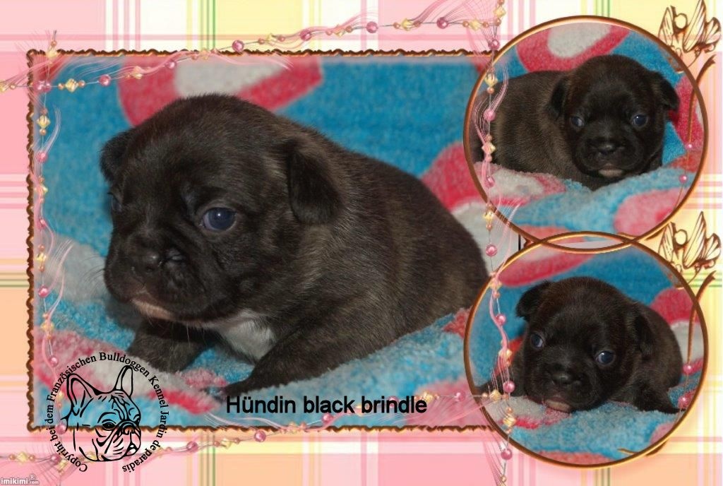 Einige Französische Bulldoggen Welpen suchen noch eine Familie - Hunde - Frankfurt am Main